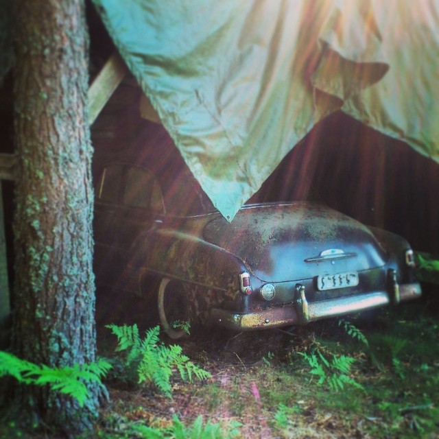 Found this 1952 Chevrolet Deluxe in a forgotten farm today...