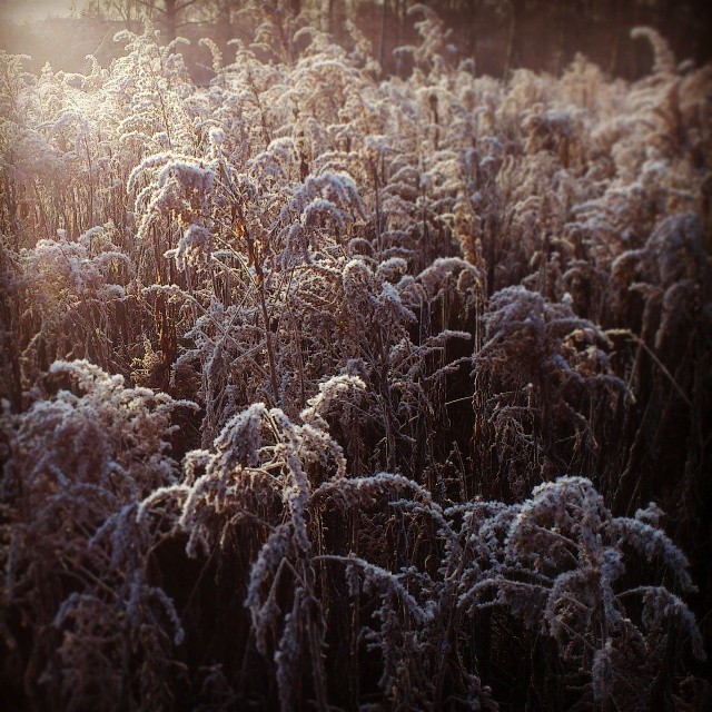 Frosty morning in Sweden